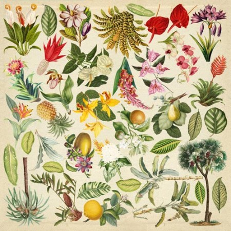 Лист с картинками для вырезания Botany exotic 30,5 х 30,5 см, плотность 200 г, Фабрика Декора, купить - БлагоЛис